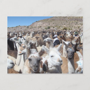 Postal Llama Disco