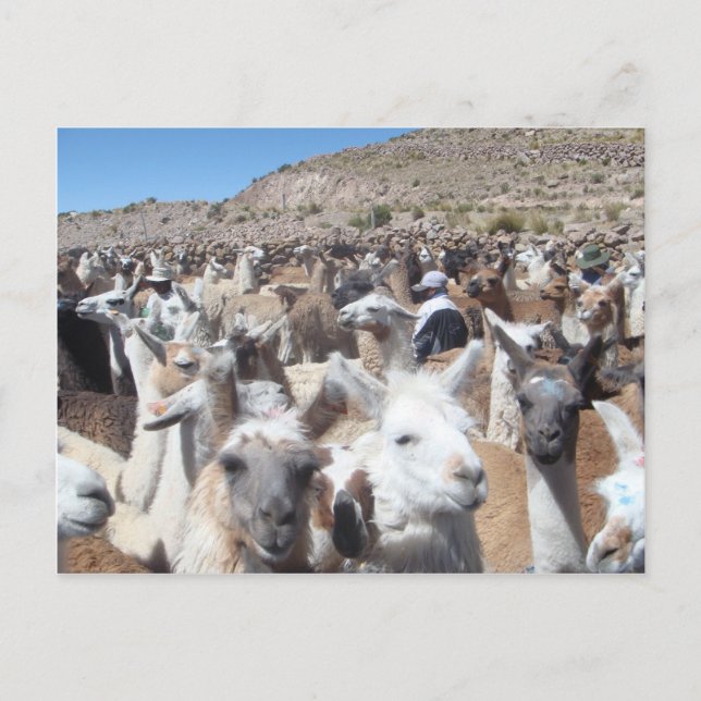 Postal Llama Disco (Anverso)