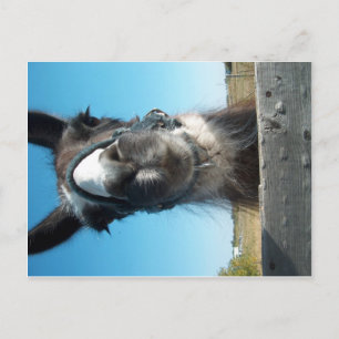 Postal Llama dramática
