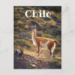 Postal Llama en Chile