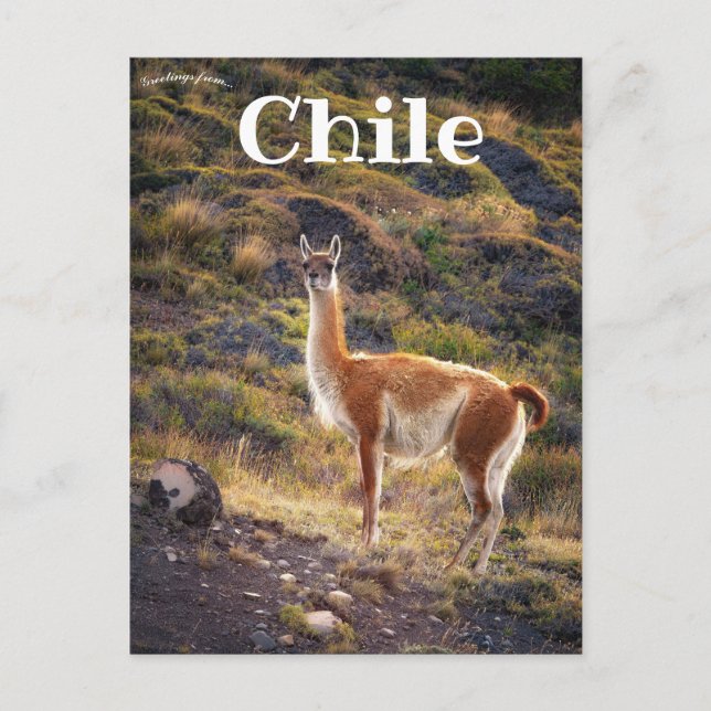 Postal Llama en Chile (Anverso)