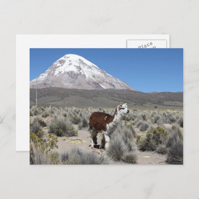 Postal Llama en la montaña Sajama Bolivia Sudamérica (Anverso / Reverso)