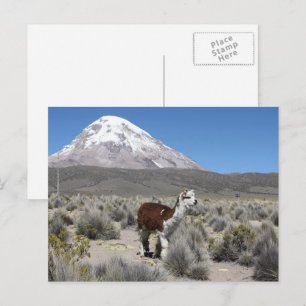 Postal Llama en la montaña Sajama Bolivia Sudamérica