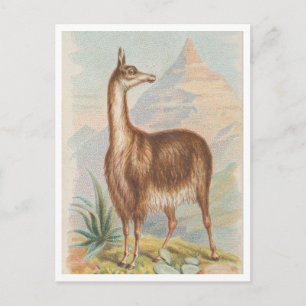 Postal Llama en las Montañas Arte Antiguo
