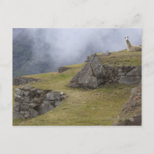 Postal Llama (Lama glama) entre las terrazas incas en