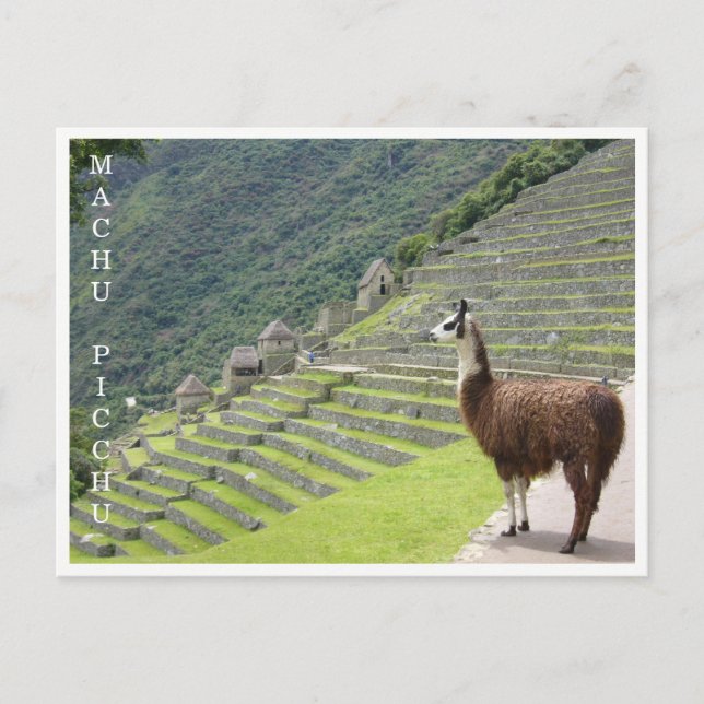 Postal llama machu picchu (Anverso)