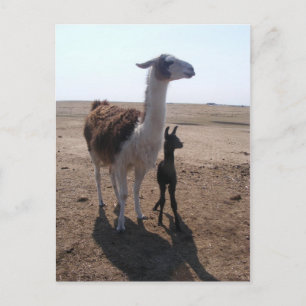 Postal Llama mama y Cria