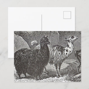 Postal Llama negra y blanca: Alpaca y arte animal