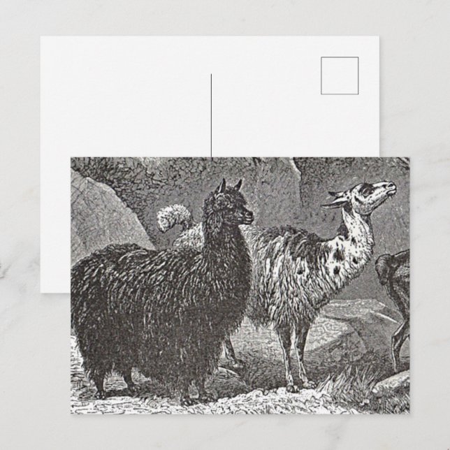 Postal Llama negra y blanca: Alpaca y arte animal (Anverso / Reverso)
