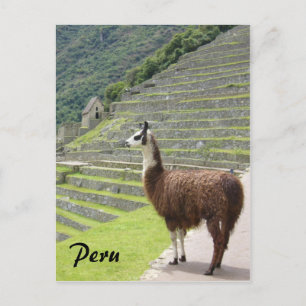 Postal llama perú