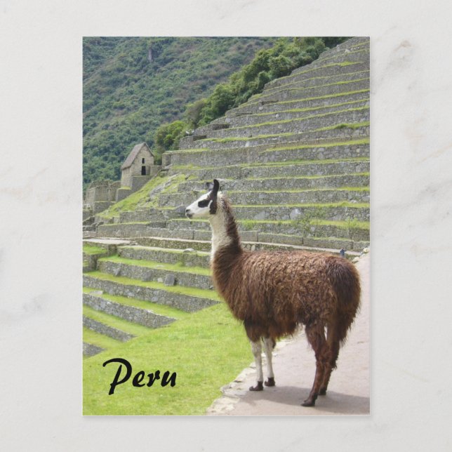 Postal llama perú (Anverso)