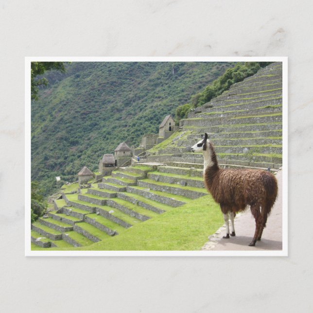 Postal llama peru (Anverso)