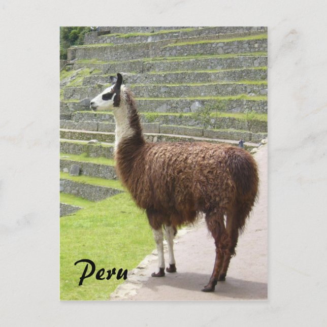Postal llama peru (Anverso)