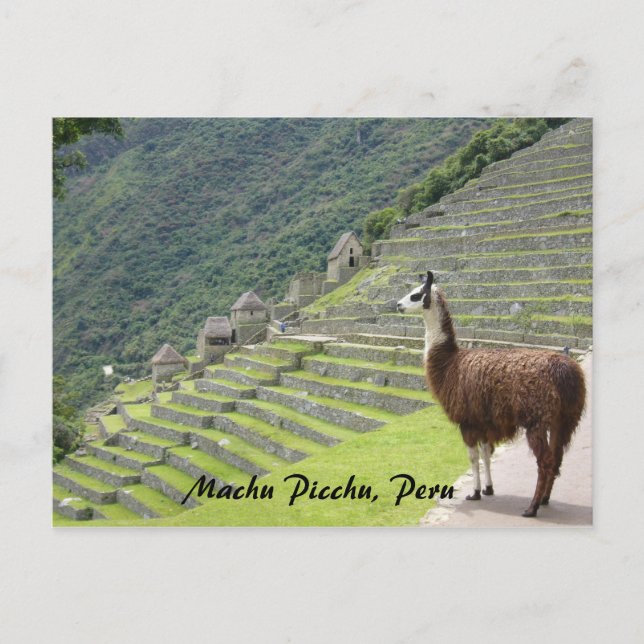 Postal llama peruana (Anverso)