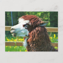 Postal Llama - Postcard