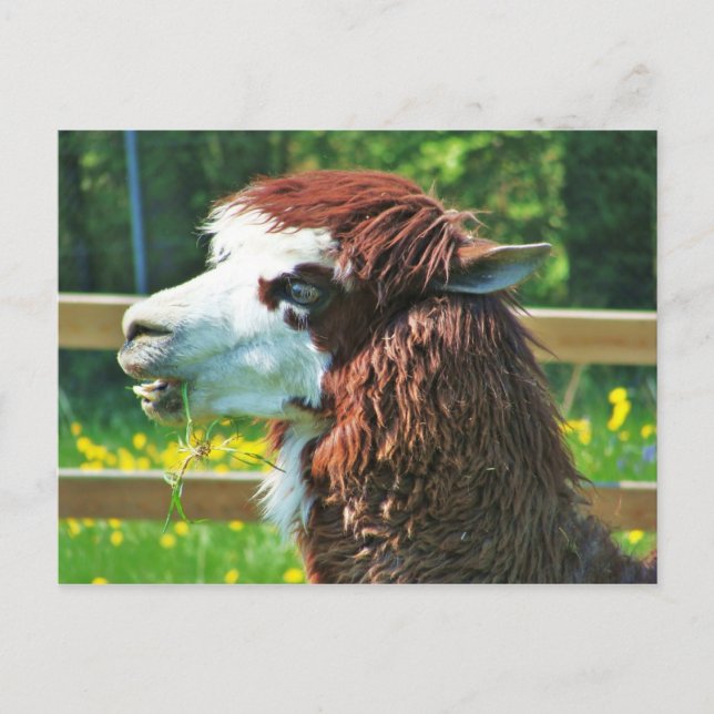 Postal Llama - Postcard (Anverso)