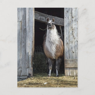 Postal Llama, saludo al día