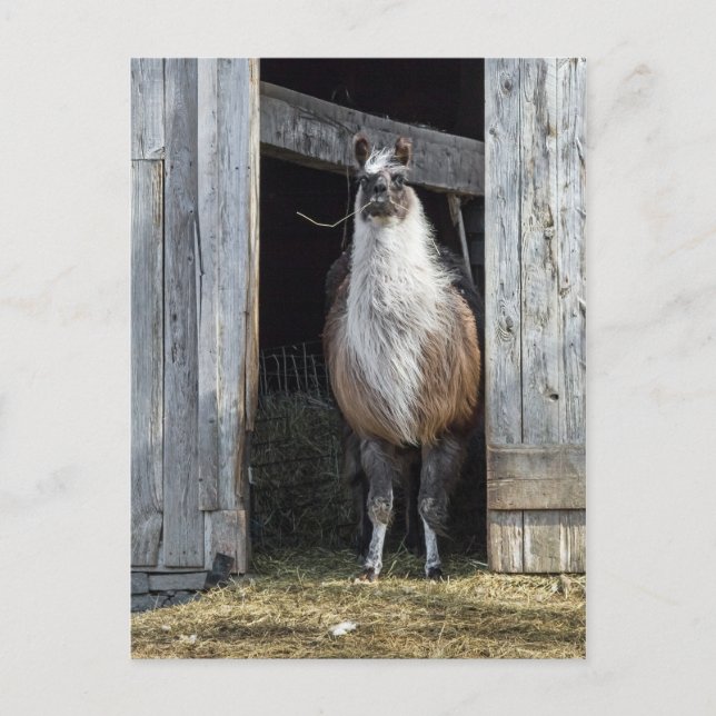 Postal Llama, saludo al día (Anverso)