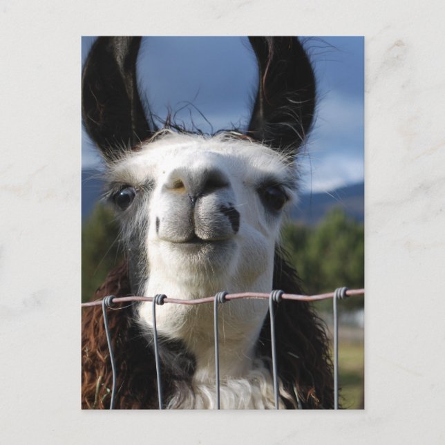Postal Llama sonriente divertida en el sur de Oregón (Anverso)