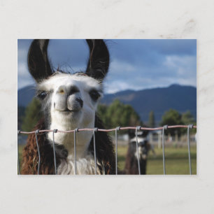 Postal Llama sonriente divertida en el sur de Oregón