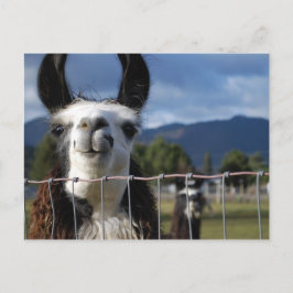 Postal Llama sonriente divertida en Oregon meridional