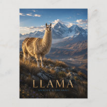 Llama Tierras Altas de los Andes ANIMALES