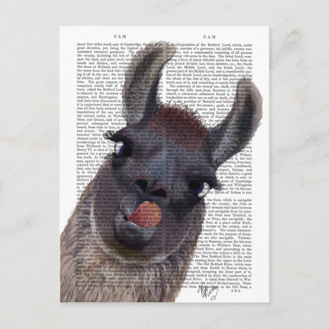Postal Llama Tonto (Anverso)