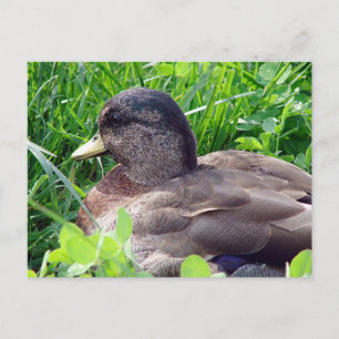 Postal Llamar a Duck Drake