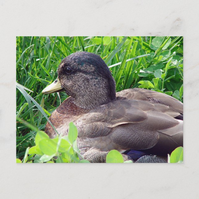 Postal Llamar a Duck Drake (Anverso)