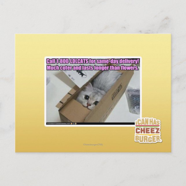 Postal Llamar al 1-800-LOLCATS (Anverso)
