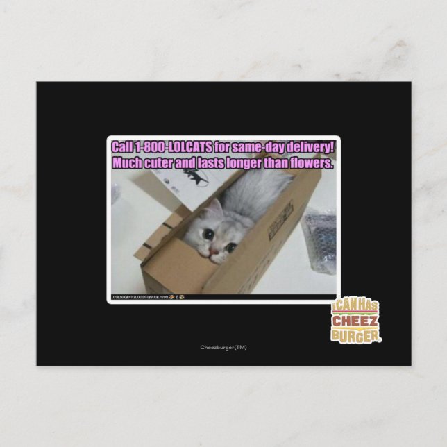 Postal Llamar al 1-800-LOLCATS (Anverso)