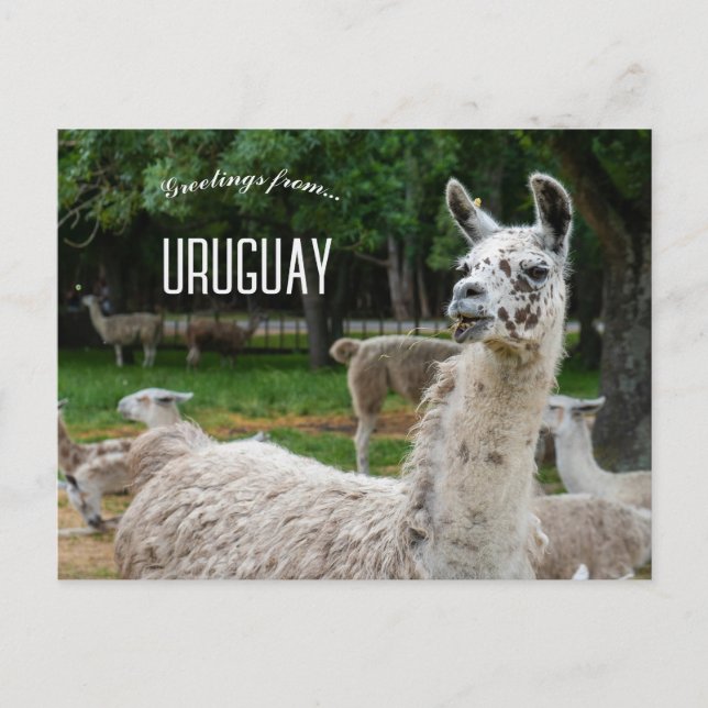 Postal Llamas de Uruguay (Anverso)