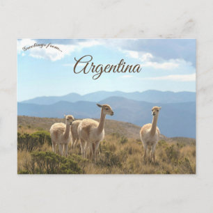 Postal Llamas en Humahuaca Argentina