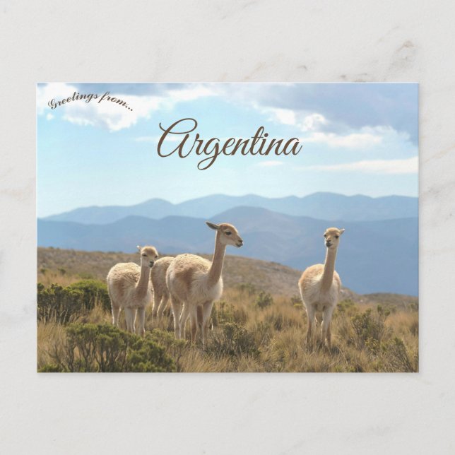 Postal Llamas in Humahuaca Argentina (Anverso)