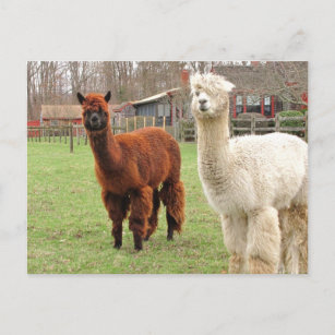 Postal Llamas Wooly ~ postcard