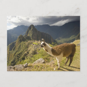 Postal Llamas y una vista general de Machu Picchu,
