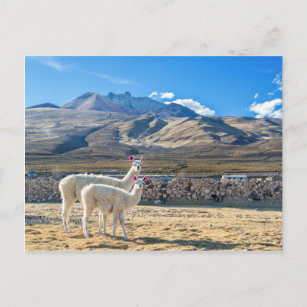 Postal Llamitas en el Salar de Uyuni, Bolivia.