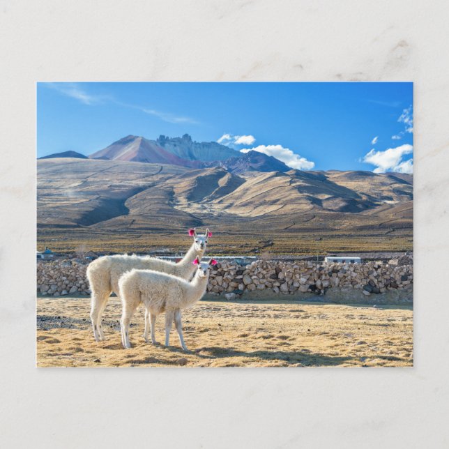 Postal Llamitas en el Salar de Uyuni, Bolivia. (Anverso)
