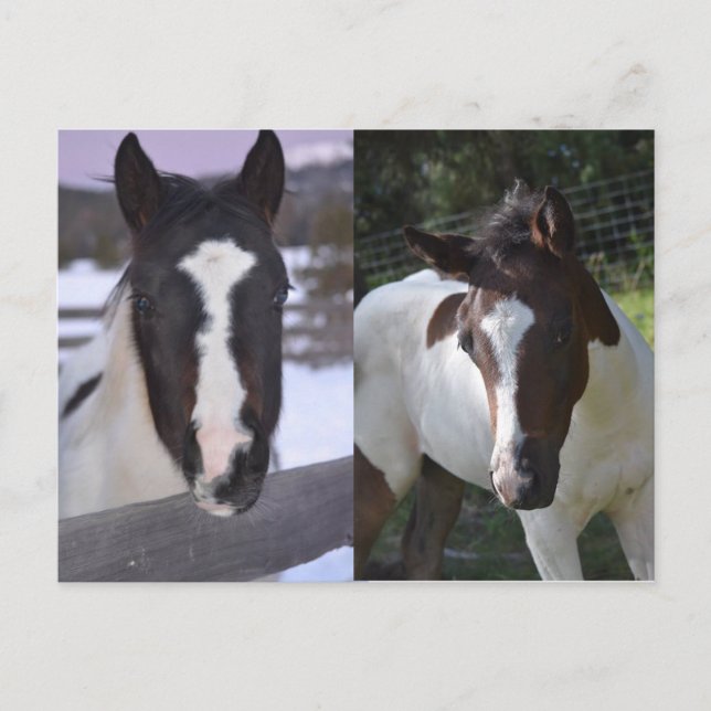 Postal llanamente Shasta (Anverso)