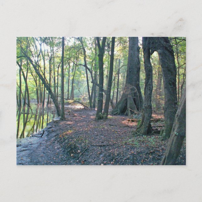 Postal Llanto del río Suwannee (Anverso)