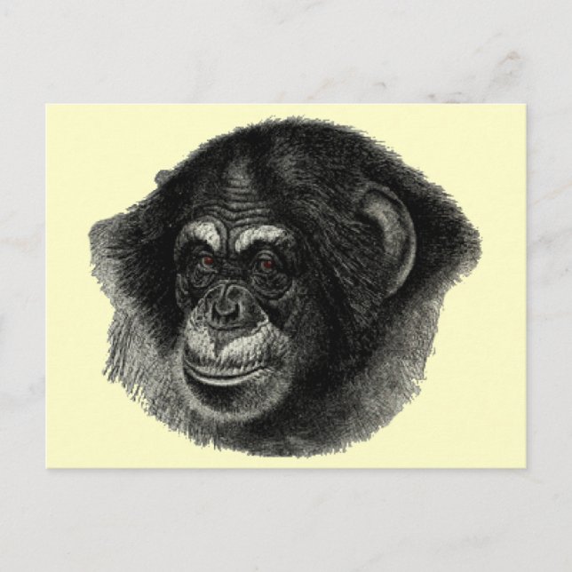 Postal Llanura de chimpancé (Anverso)