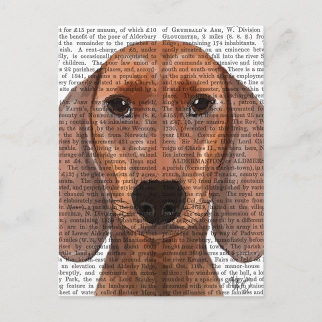 Postal Llanura de Ilustracion de Dachshund (Anverso)