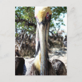 Postal Llave del santuario de aves pelícanas Largo, posta