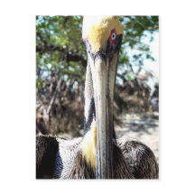 Llave del santuario de aves pelícanas Largo, posta