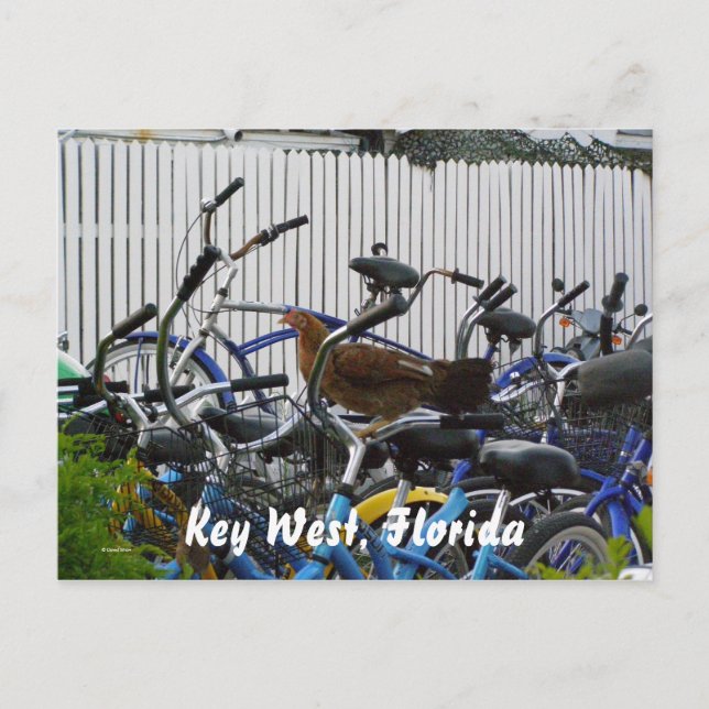 Postal Llave Oeste, Florida (Anverso)