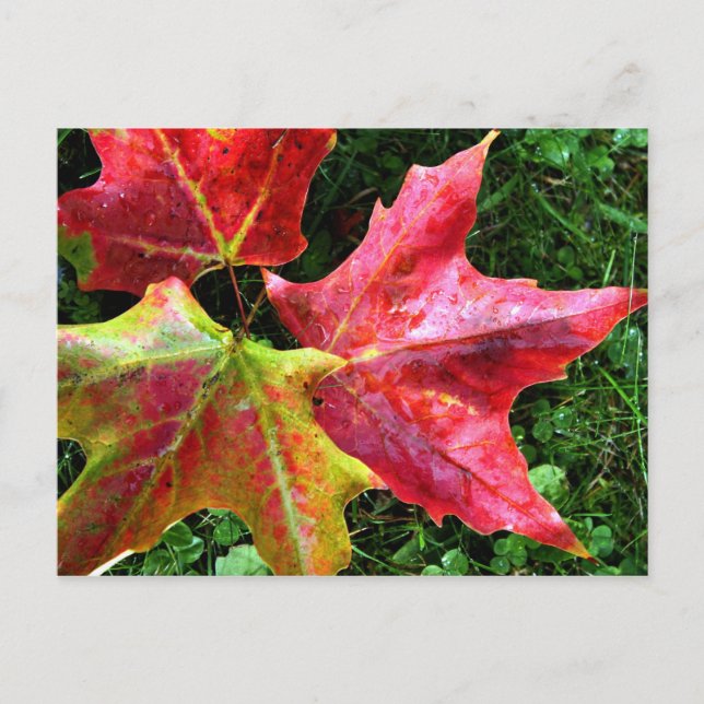 Postal Llega el otoño (Anverso)