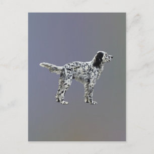 Postal LLewellin Setter