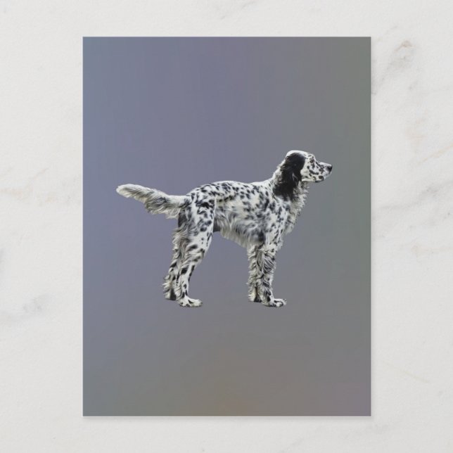 Postal LLewellin Setter (Anverso)