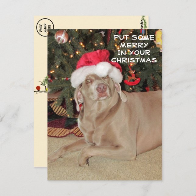 Postal Llueve a los Navidades de Weimaraner (Anverso / Reverso)
