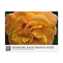 Lluvia de la Mañana Rosa Naranja